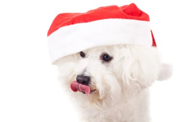 Bichon frise santa claus şapka giyiyor.