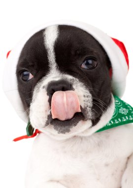 Cute little santa licking its nose clipart