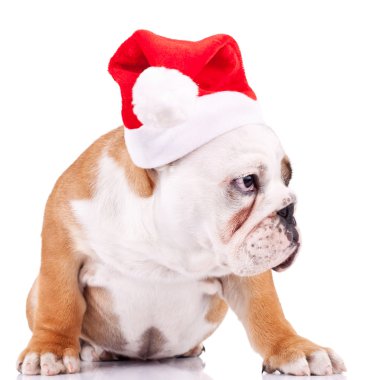 Curious little santa puppy clipart