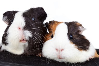 Two cute guinea pigs clipart