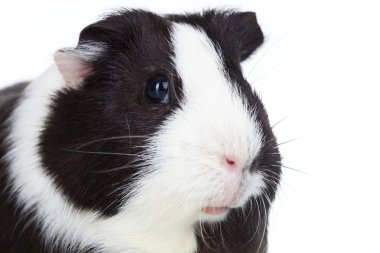 Adorable guinea pig isolated clipart