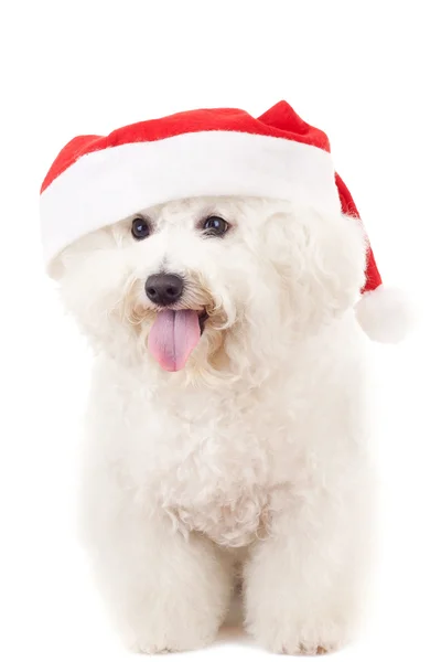 Bichon frise em um chapéu de Papai Noel — Fotografia de Stock