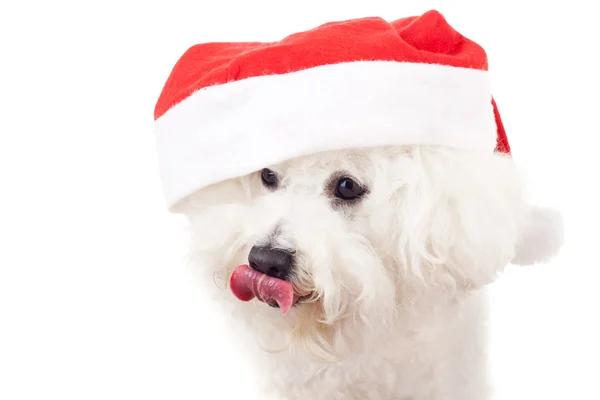 Bichon frise trägt einen Weihnachtsmann-Hut — Stockfoto