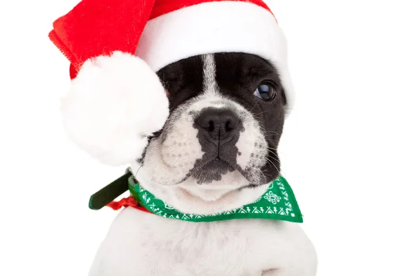 Francese bulldog cucciolo indossa un cappello di Babbo Natale — Foto Stock