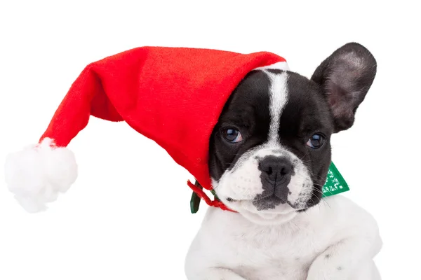 Egy santa sapkát viselt aranyos francia bulldog — Stock Fotó