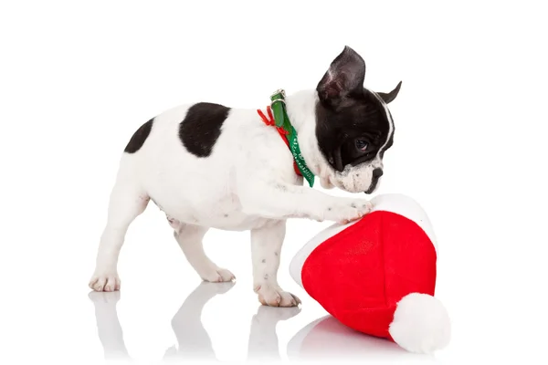 Filhote de cachorro jogando com um chapéu de Papai Noel — Fotografia de Stock