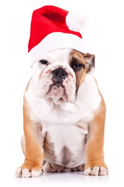 Suspicious santa english bulldog puppy — Stock Photo, Image