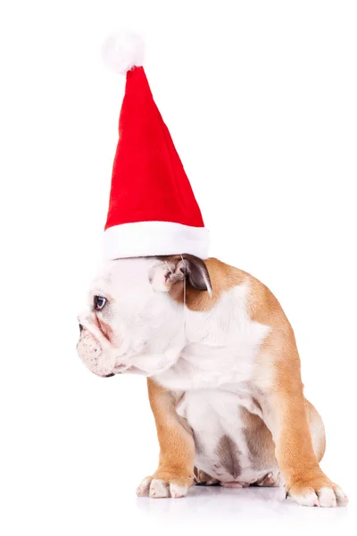 Bulldog vistiendo un sombrero grande de santa — Foto de Stock