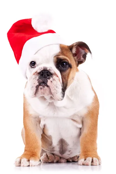 Santa angol bulldog kiskutya ül — Stock Fotó