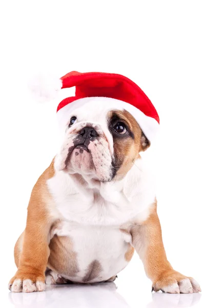 Cute little santa english bulldog — Stock Photo, Image