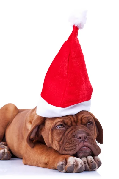Santa puppy looking a little tired — Stock Photo, Image