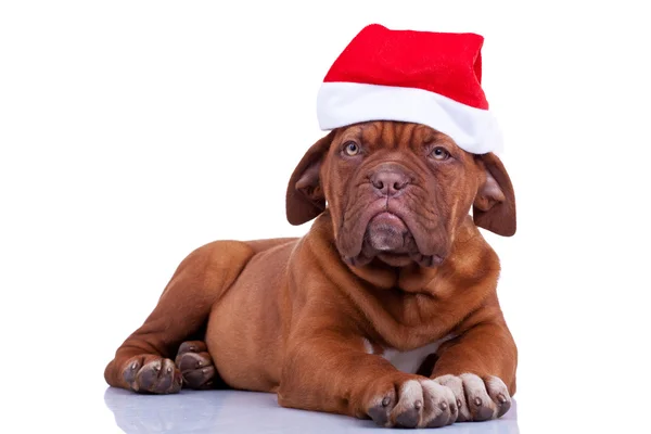 Noel Baba şapkası ile köpek yavrusu — Stok fotoğraf
