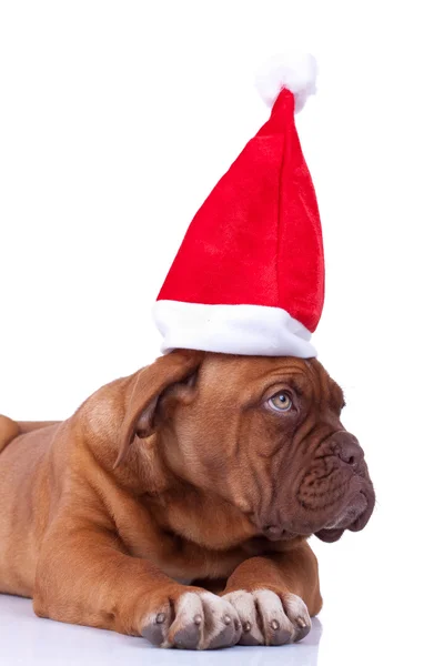 Dogue de burdeos cachorro con una gorra de santa — Foto de Stock