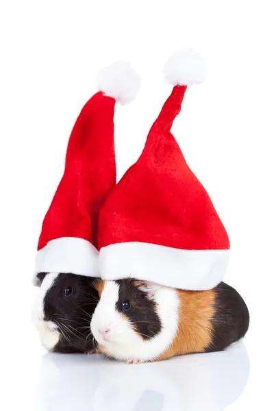 Морские свинки в рождественской шляпе — стоковое фото