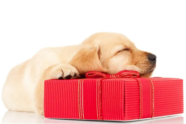 Spící štěně labrador na dárek — Stock fotografie