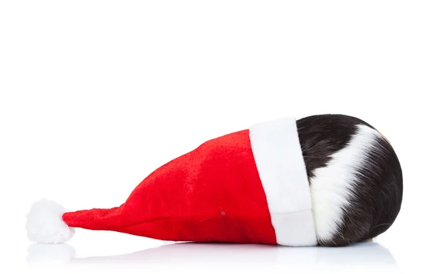 Meerschweinchen versteckt sich in Weihnachtsmütze — Stockfoto