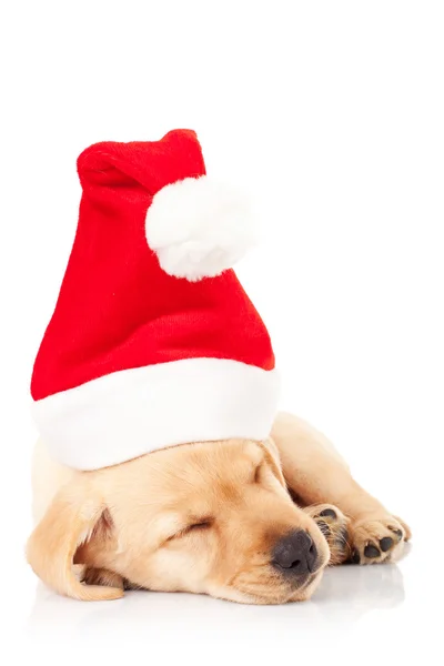 Weihnachtsmann Labrador Welpe schläft — Stockfoto