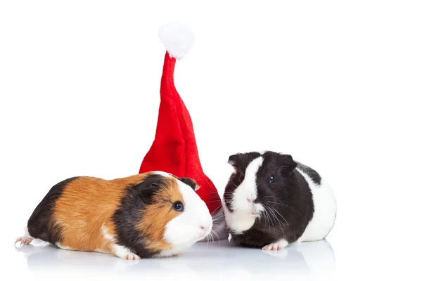 Gwinea świnie i kapelusz Boże Narodzenie — Zdjęcie stockowe