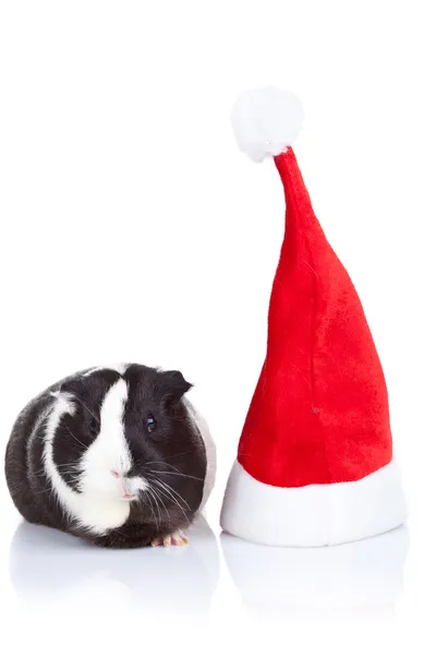 Świnka morska i kapelusz Boże Narodzenie — Zdjęcie stockowe