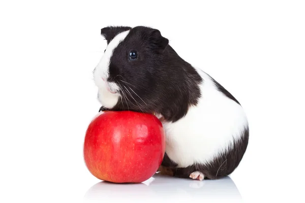 Guinea pig climbing on a red apple — Stock Photo, Image