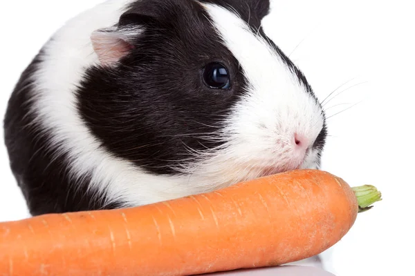 Cerdo de Guinea comiendo una zanahoria — Foto de Stock