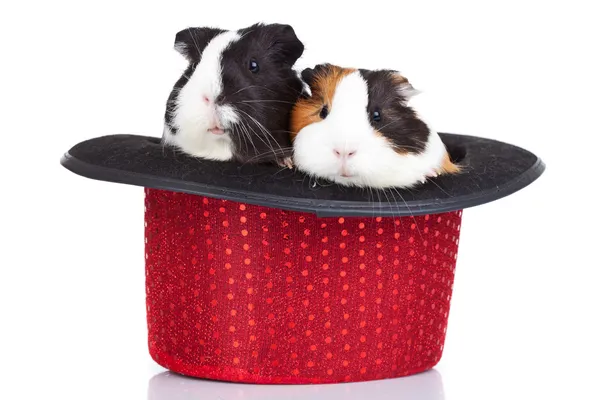 Porcos da Guiné sentados num chapéu vermelho — Fotografia de Stock