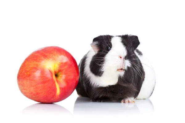 Black guinea pig and a red apple — Stock Photo, Image
