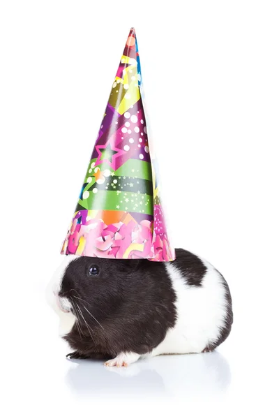 Cochon de Guinée portant un chapeau de fête — Photo