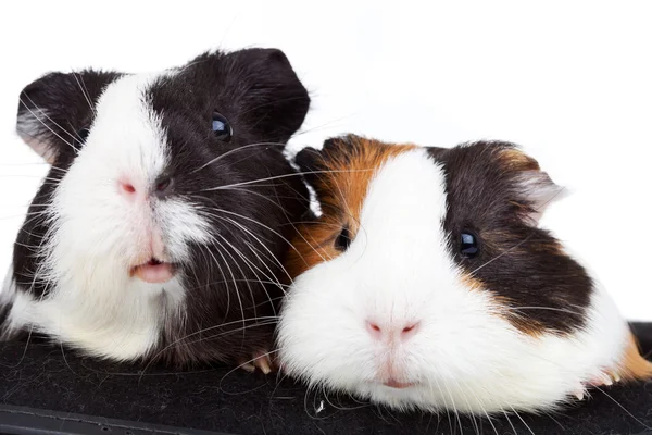 Two cute guinea pigs — Stock Photo, Image