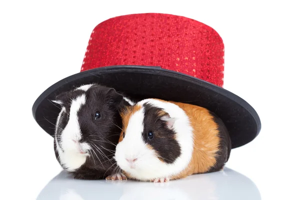 Two guinea pigs with a magician hat — Stock Photo, Image