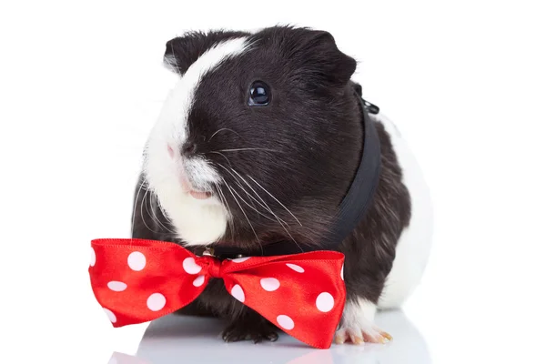Guinea pig wearing a red bow tie — Stock Photo, Image