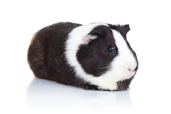 Cute guinea pig — Stock Photo, Image