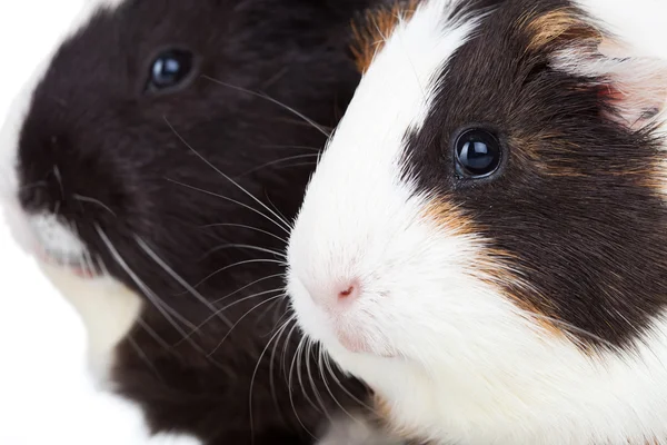Two cute guinea pigs isolated — Stock Photo, Image