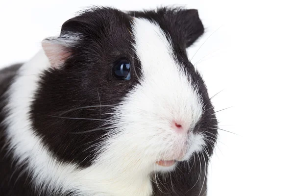 Adorable guinea pig isolated — Stock Photo, Image