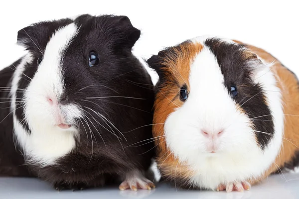 Close up of two guinea pigs — Stock Photo, Image