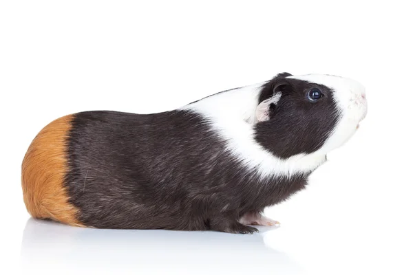 Adorable black guinea pig — Stock Photo, Image