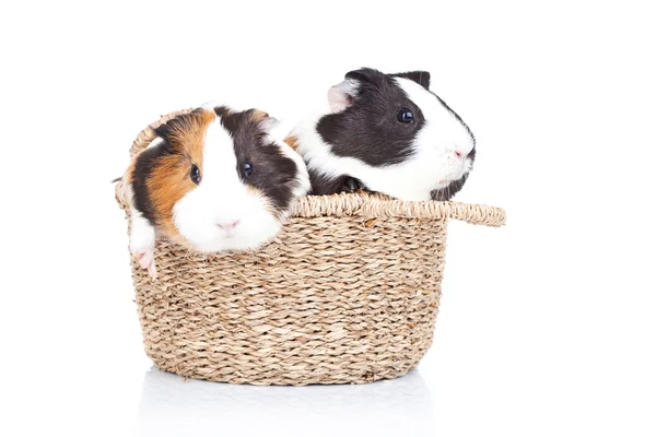 Two guinea pigs in a basket — Stock Photo, Image