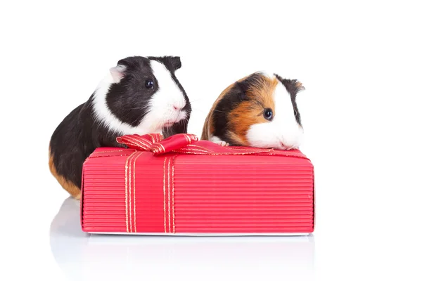 Guinea pigs behind a red gift — Stock Photo, Image