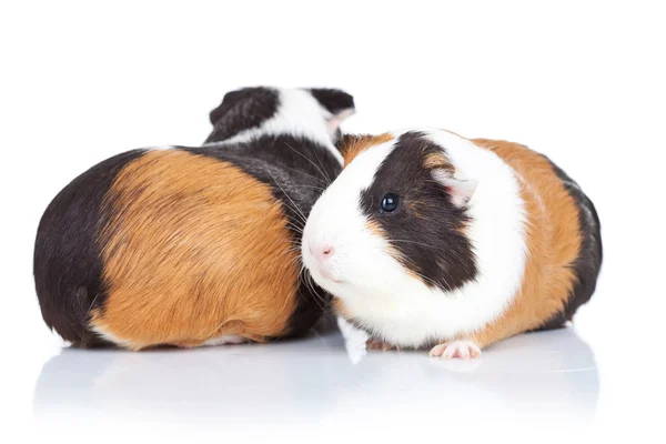 Two adorable guinea pigs — Stock Photo, Image
