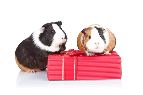 Guinea pigs sitting on a gift — Stock Photo, Image