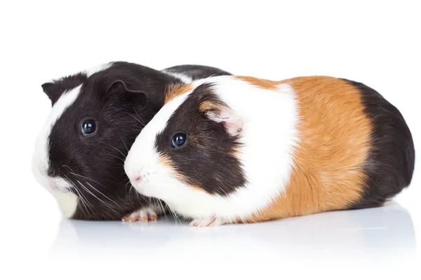 stock image Two cute guinea pigs