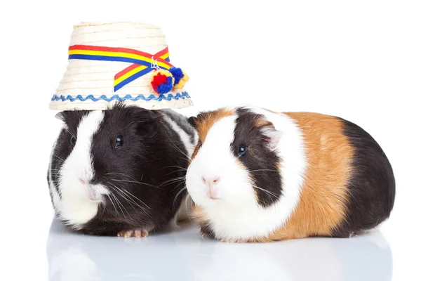 Two guinea pigs with a romanian — Stock Photo, Image