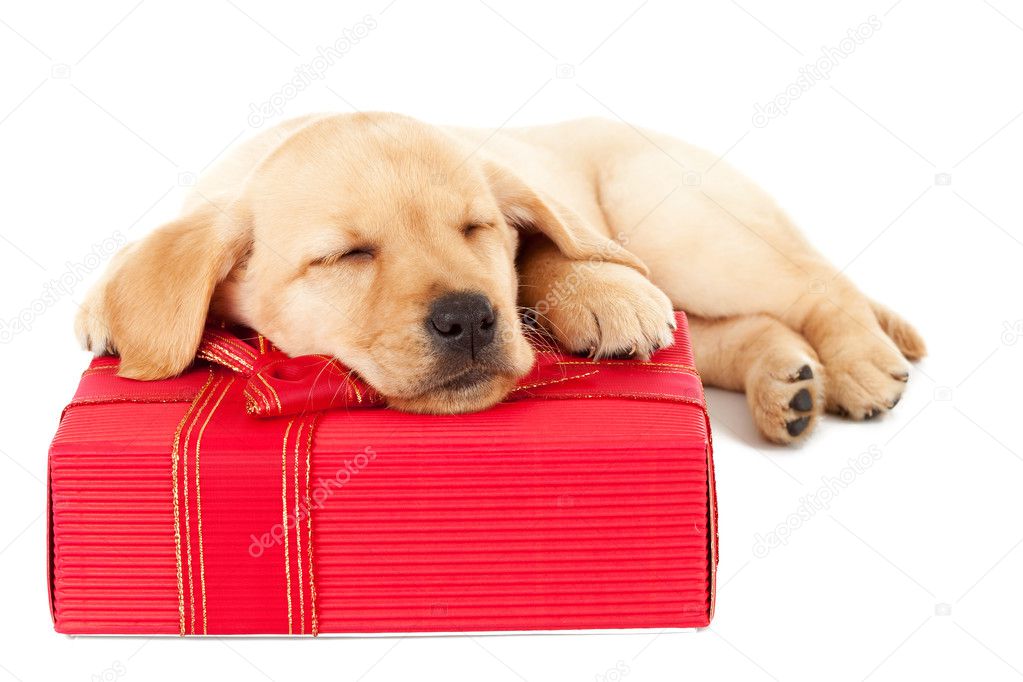 Labrador puppy sleeping on a present