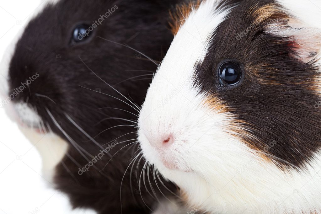 Two cute guinea pigs isolated