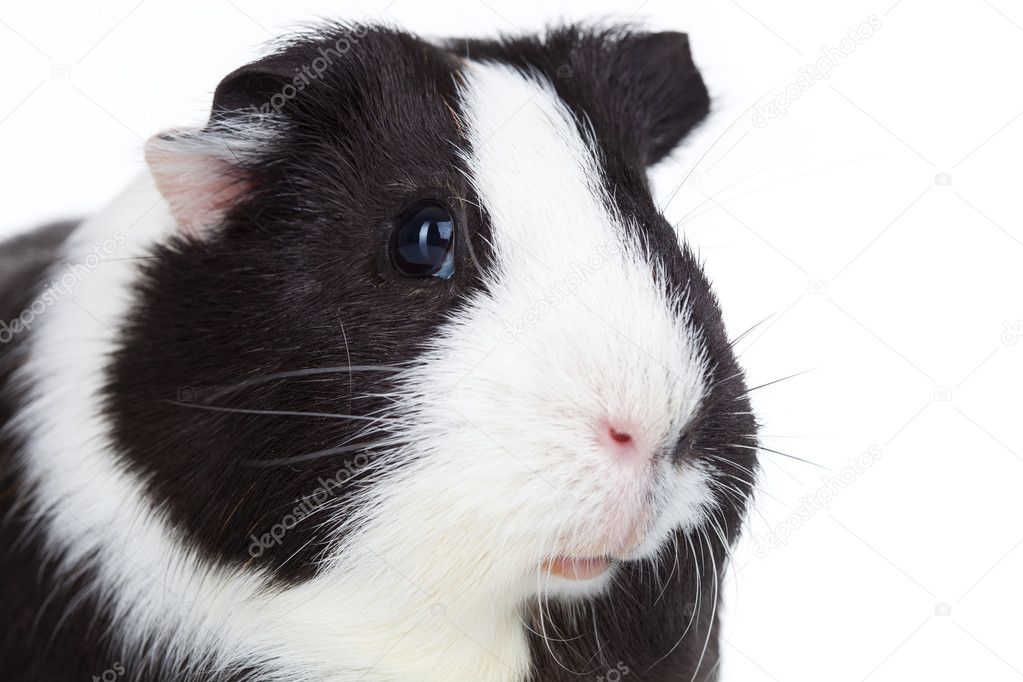 Adorable guinea pig isolated