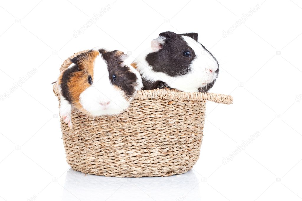 Two guinea pigs in a basket