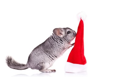 chinchilla kırmızı Noel Baba şapkası ile oynama