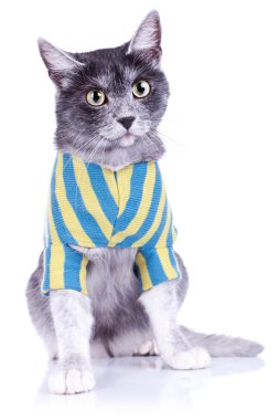 schattig kat dragen van kleding