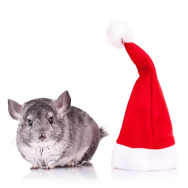 Chinchilla steht neben einem roten Weihnachtsmann-Hut — Stockfoto