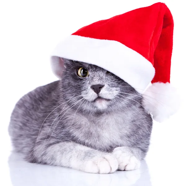 Ładny mały kotek z czapki santa — Zdjęcie stockowe